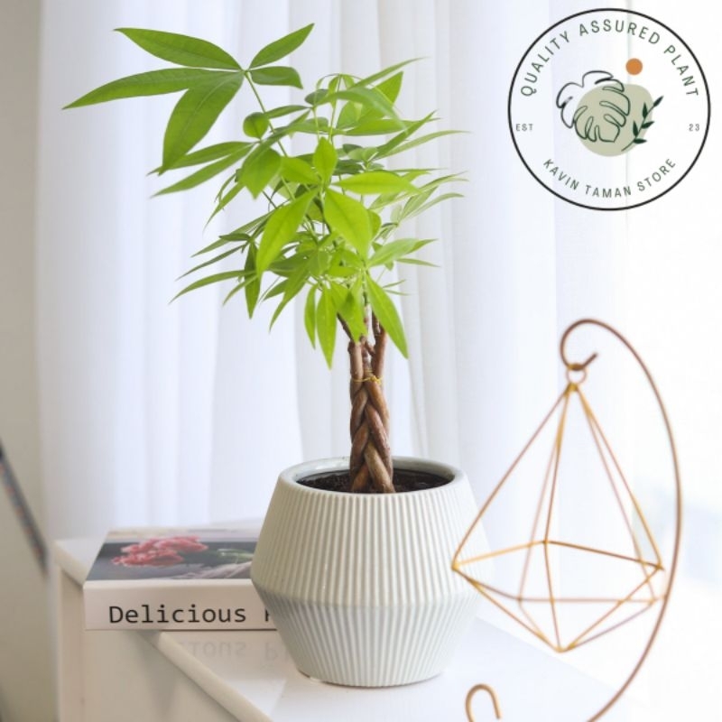 tanaman hias pachira kepang // pohon uang Tunggul pachira kepang // pacira kepang