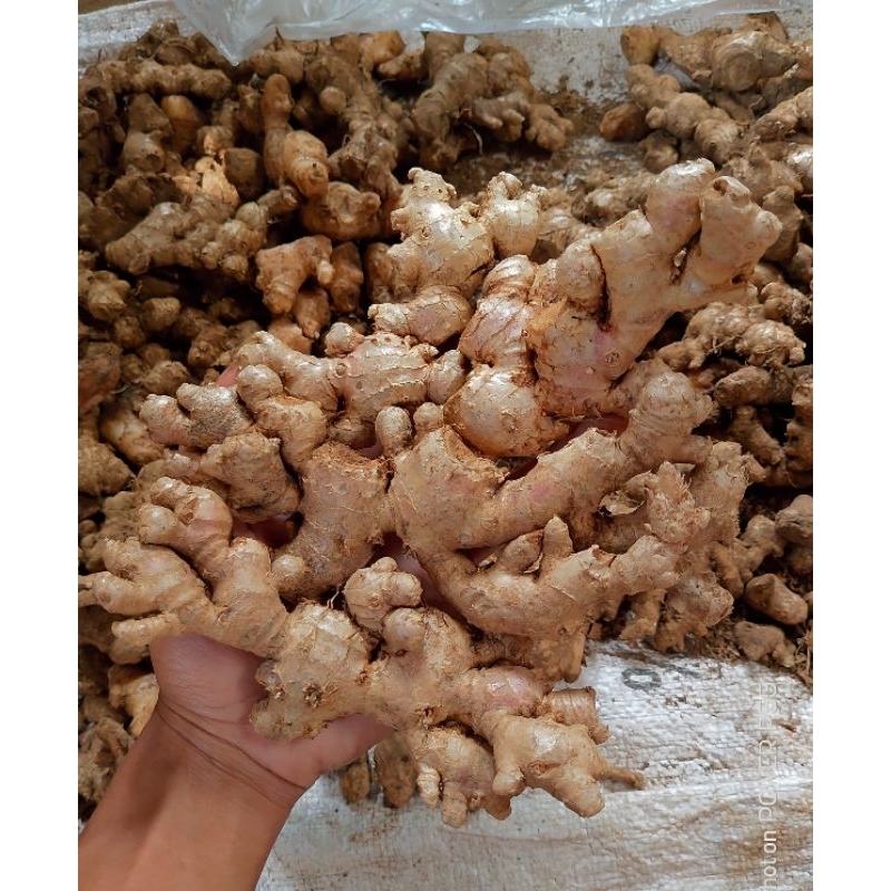 

JAHE EMPRIT JAWA SEGAR 500 GRAM full tua-tua
