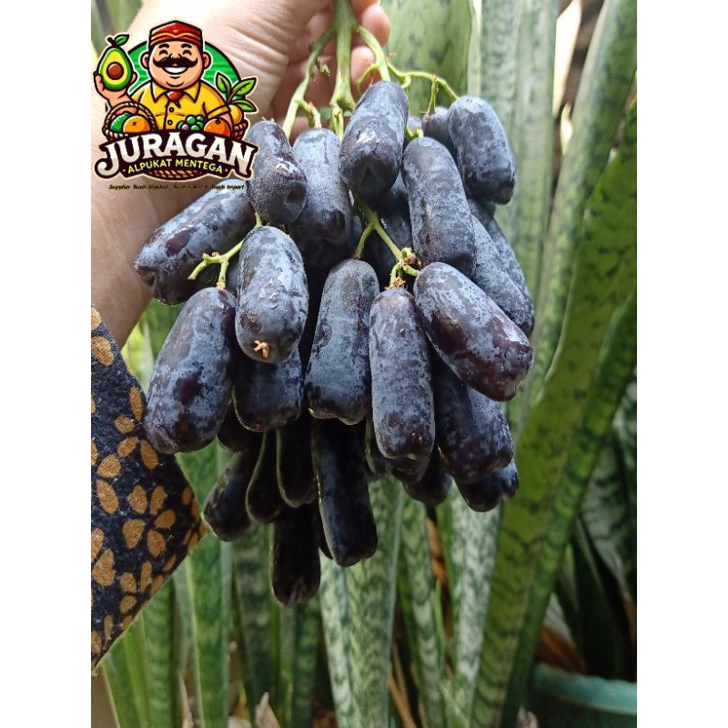 

Anggur Sweet Sapphire Moondrops Fresh / Anggur Sweet Sapphire Seedless Grapes / Anggur jari lonjong tanpa biji