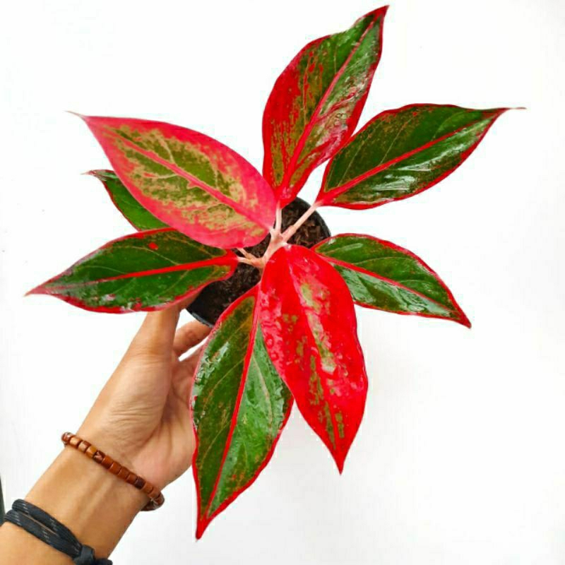 Tanaman hias aglonema lipstik - pohon aglonema lipstik