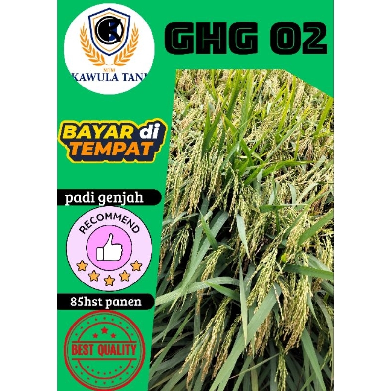 BENIH PADI GENJAH GHG 02 HERCULLES 1kg