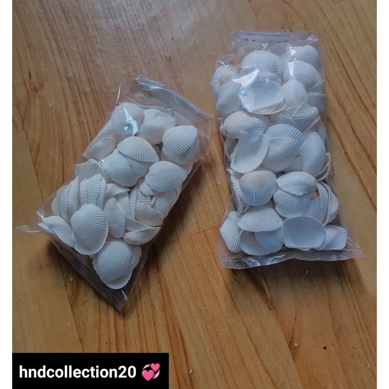 cangkang kerangDARA putih  besar