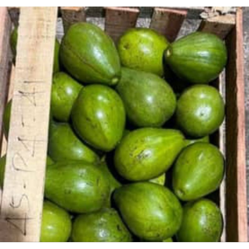 

fresh alpukat lokal berat 1kg