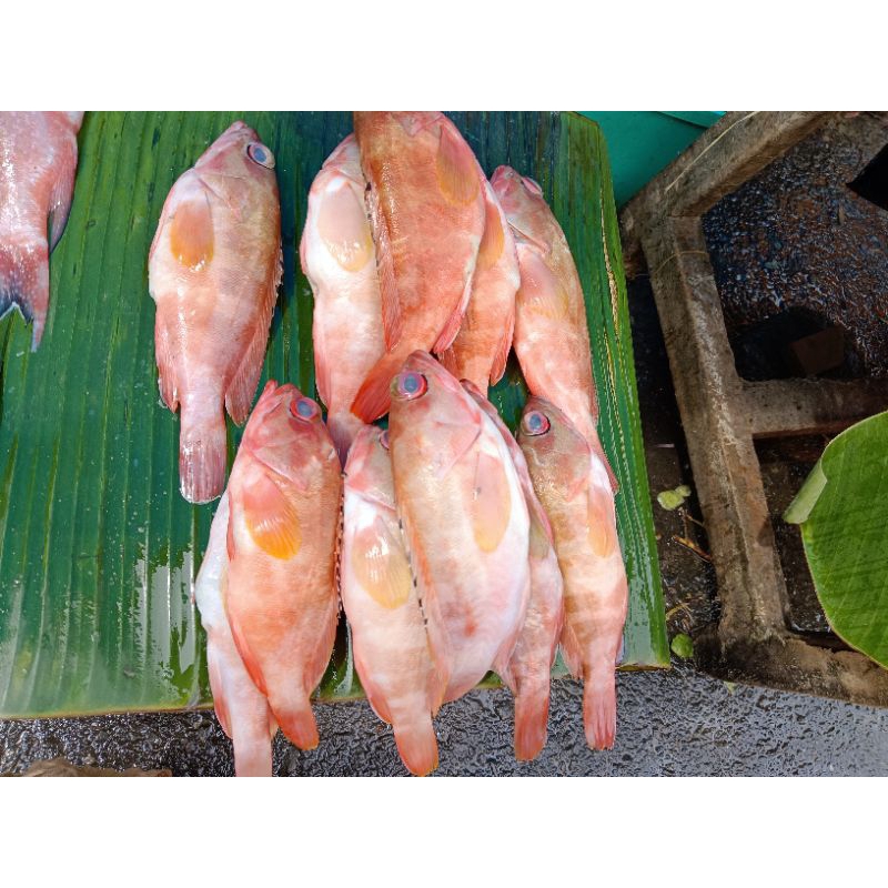 

Sunu merah isi 3 ekor atau lebih tergantung yg ready atau di sesuaikan harga ikan