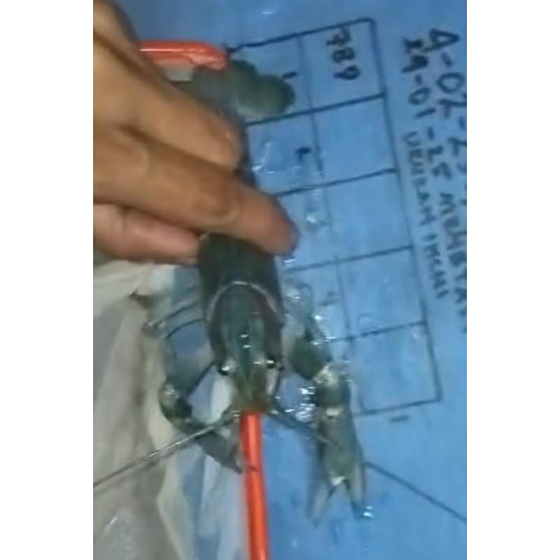 

Lobster Air Tawar / Fresh Water Crawl Fish (RedClaw) Kiloan Hidup