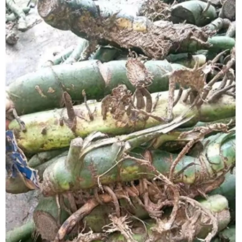 setek duda bolong/bonggol duda bolong