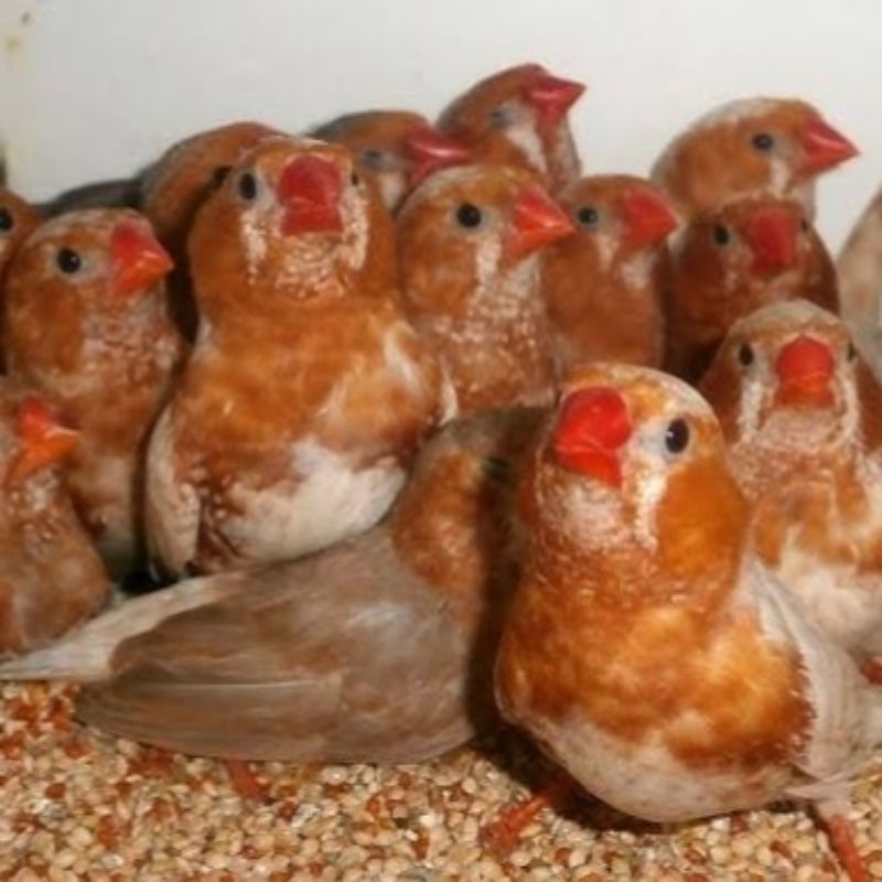 Zebra Finch Full Orange Jantan Dewasa Medium