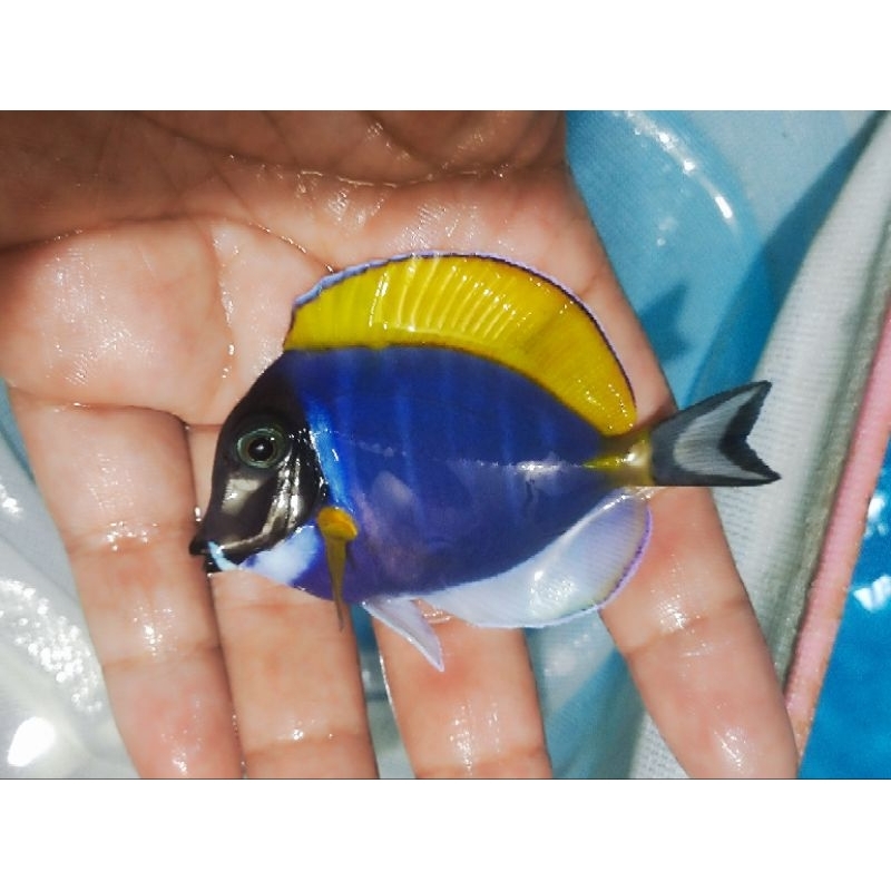 ikan botana biru blue powder tang air laut