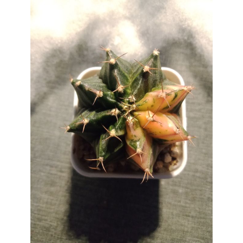 Gymnocalycium mihanovichii 2