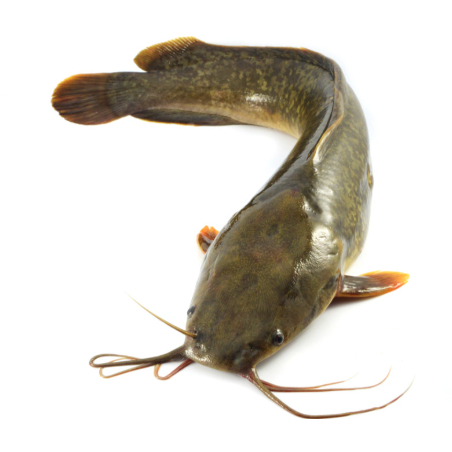 

Ikan Lele 500 Gram Fresh Segar