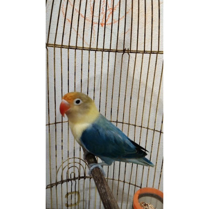 love bird biola PB violet jantan