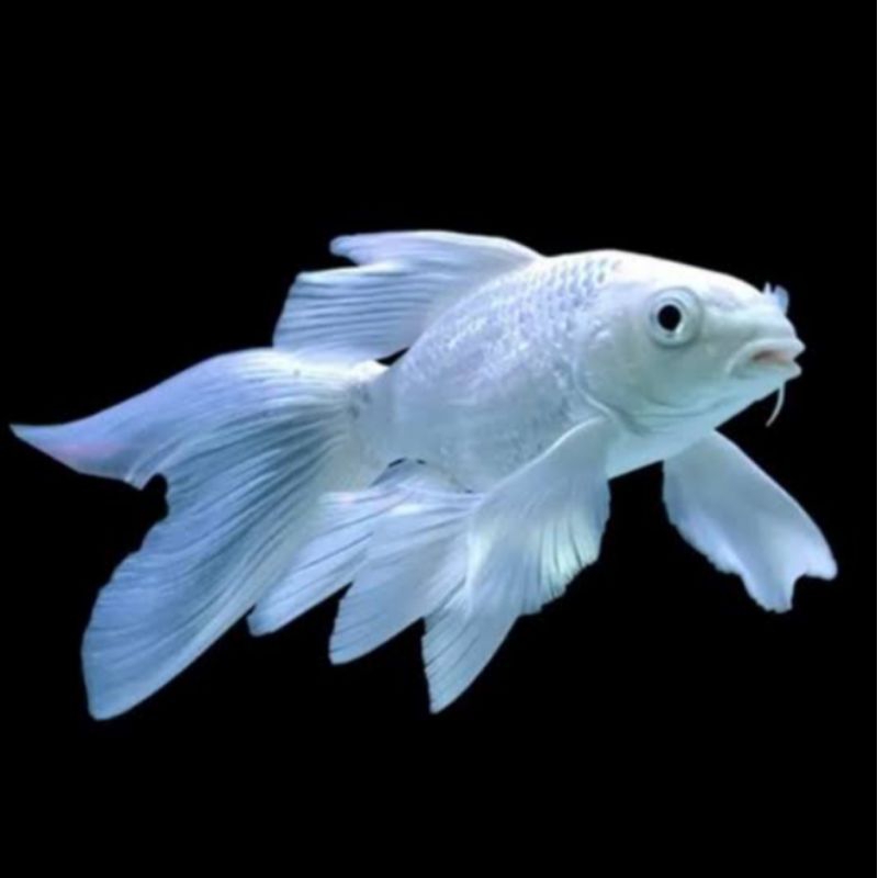 Ikan Hias Koi Kumpay Platinum - Slayer