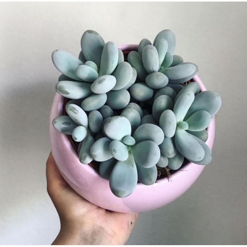 Sukulen Moonstone Pachyphytum Oviferum