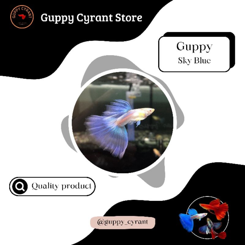 Hiasan akuarium Guppy Blue sky (Topaz)