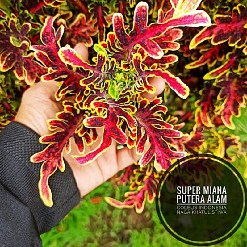 miana sultan naga katulistiwa//miana premium//