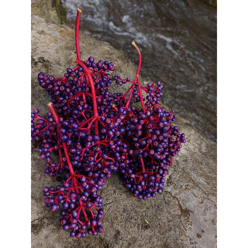 

Parijotho Muria Fruity Organik 100gr Alami Rendah lemak