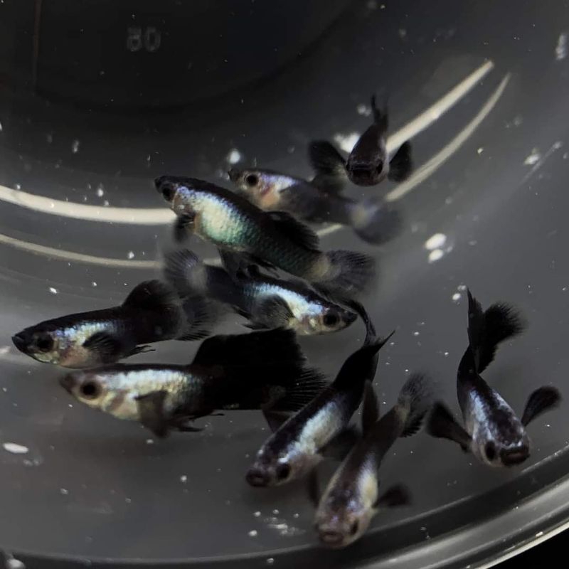 Ikan Guppy Sepasang Mini Panda Hiasan Aquarium