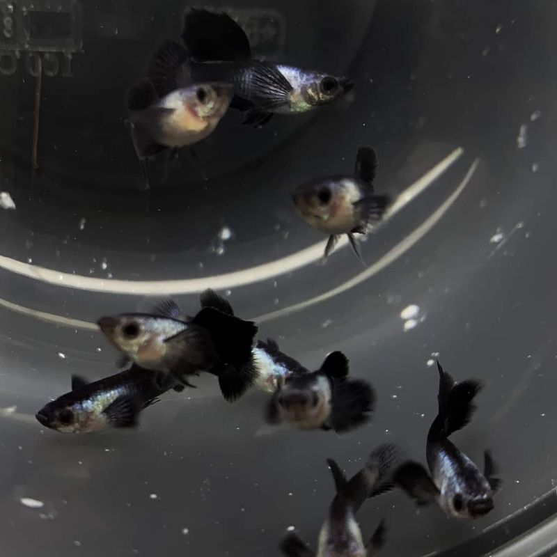 makanan + Ikan Guppy Sepasang Mini Panda Hiasan Aquarium