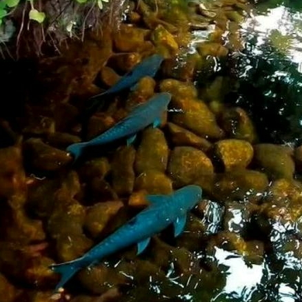 Blue Mahseer & Red Mahseer