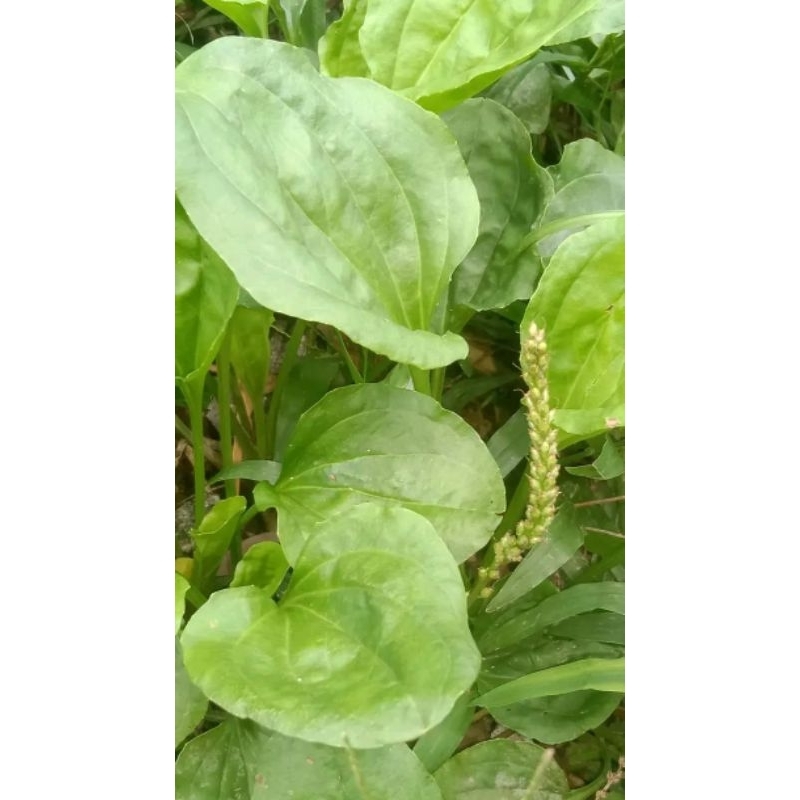 

ki urat segar/daun sendok 500 gram #shopee_50%