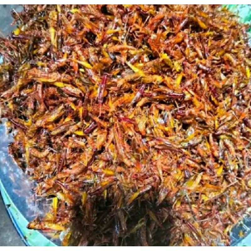 

belalang500gram