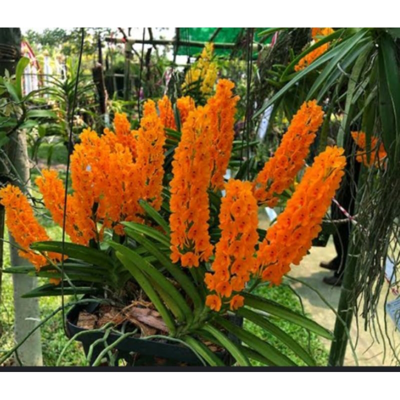 vanda miniata ascocentrum miniatum