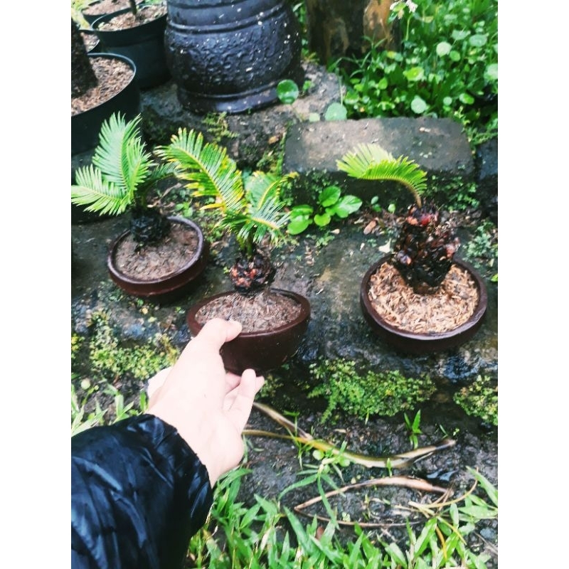 REAL PICT BONSAI SIKAS MINI STOK TERBATAS
