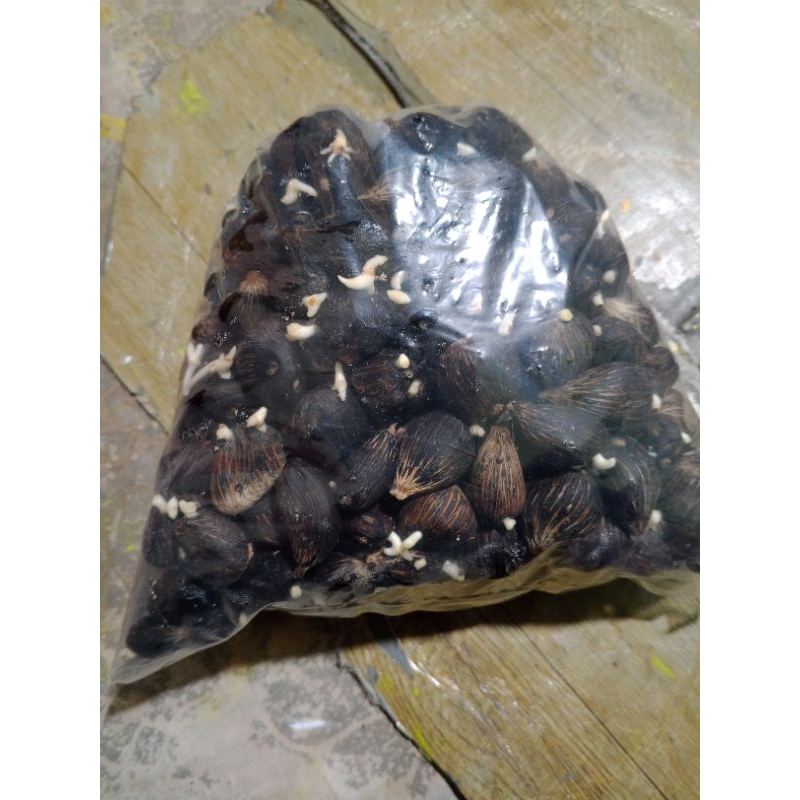 Benih polong kecambah sawit polos