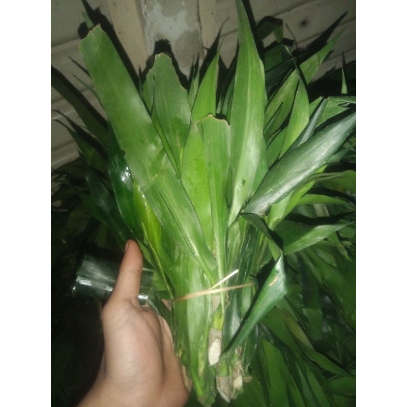 

daun Suji per 1 ikat sedang