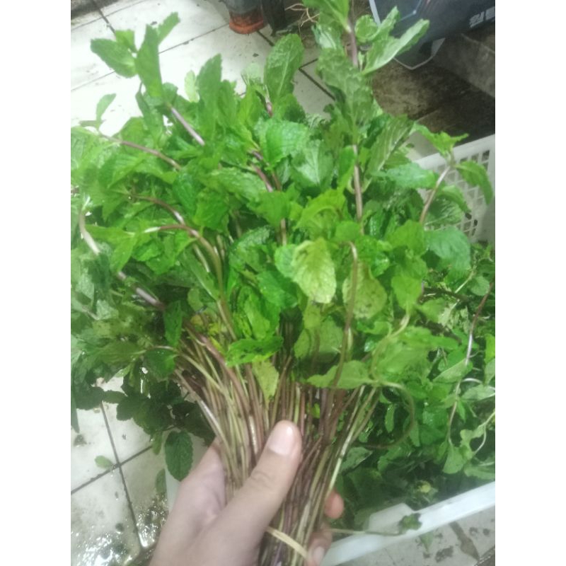 

daun mind per 1 ikat sedang