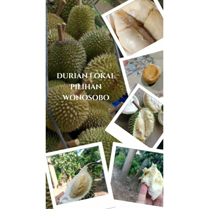 

Durian Lokal Wonosobo Utuh Perbuah Rasa Manis Legit - Manis Pahit | Ukuran Besar - Sedang - Kecil