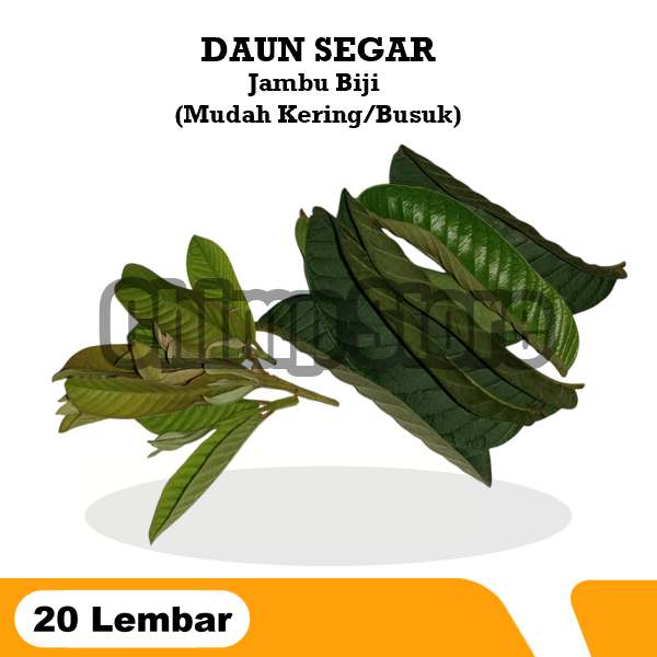 

Daun Jambu Biji 20 Lembar Obat Herbal Daunnya Tua Dan Pucuk