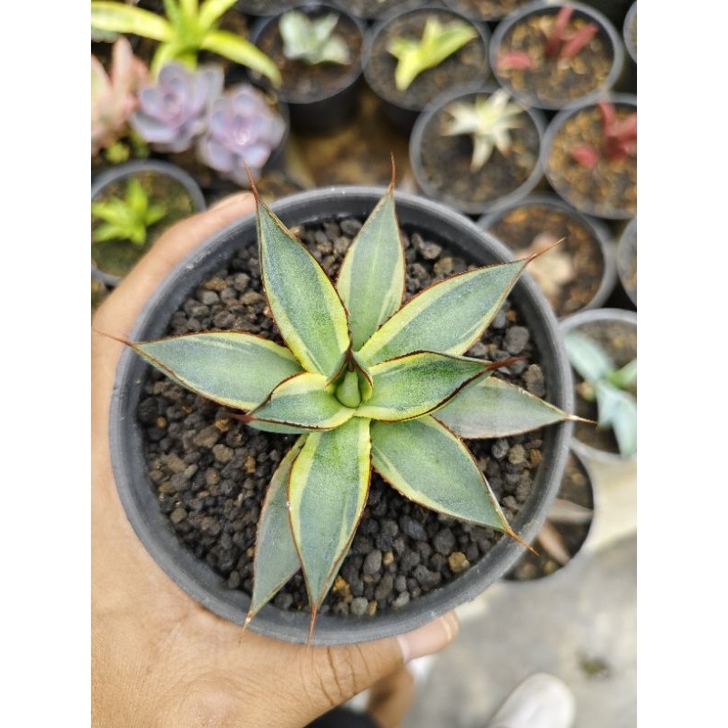 agave burgundy varigata