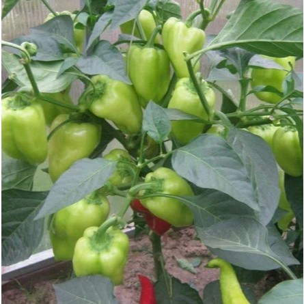 Bibit Tanaman Hidup CABE PAPRIKA - Bibit Pohon Cabai Paprika Reaper Dalam Polibag