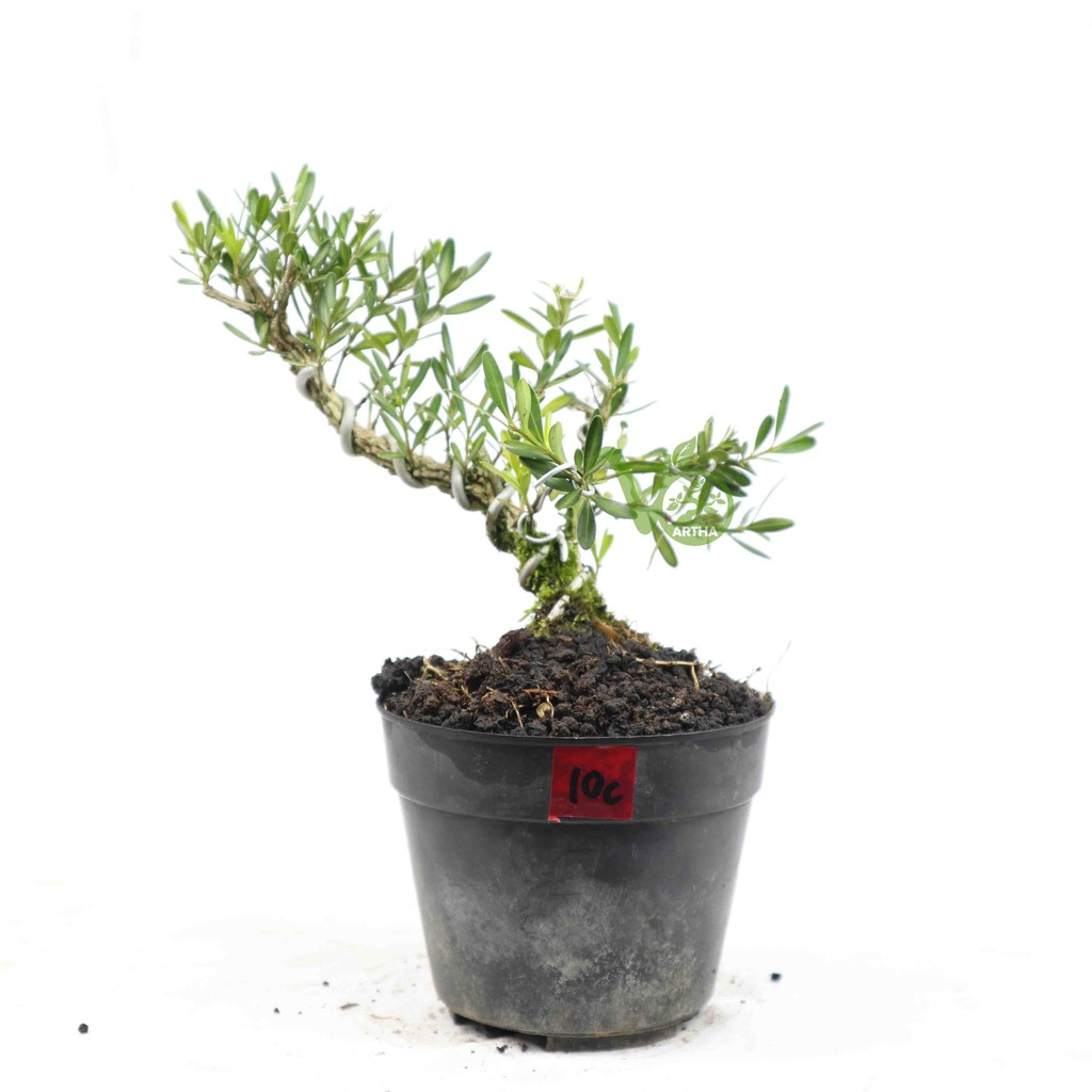 Bahan Bonsai Buxus