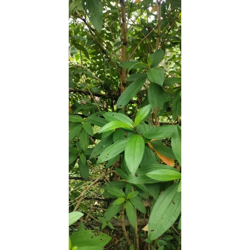 

DAUN SEGAR HAREDANG HERBAL 1 KG