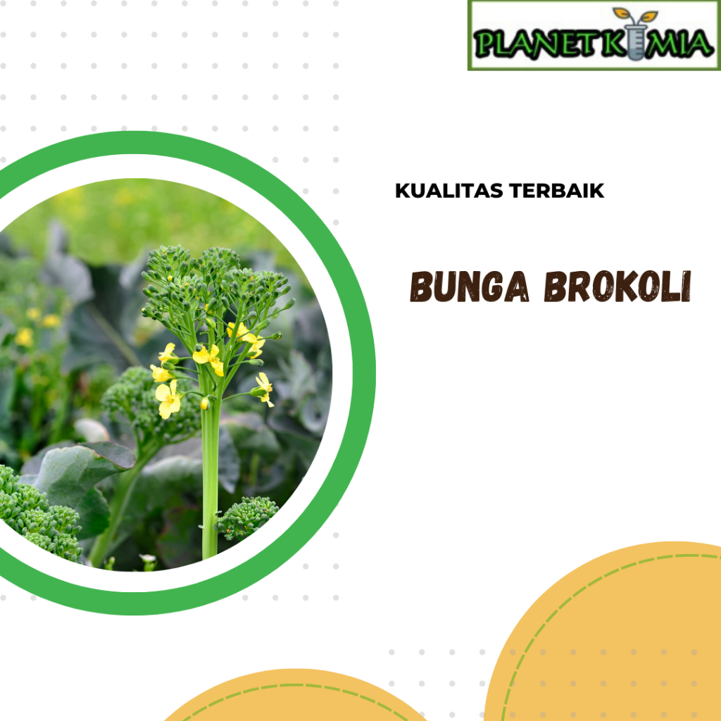 

dried,serbuk bunga brokoli best product