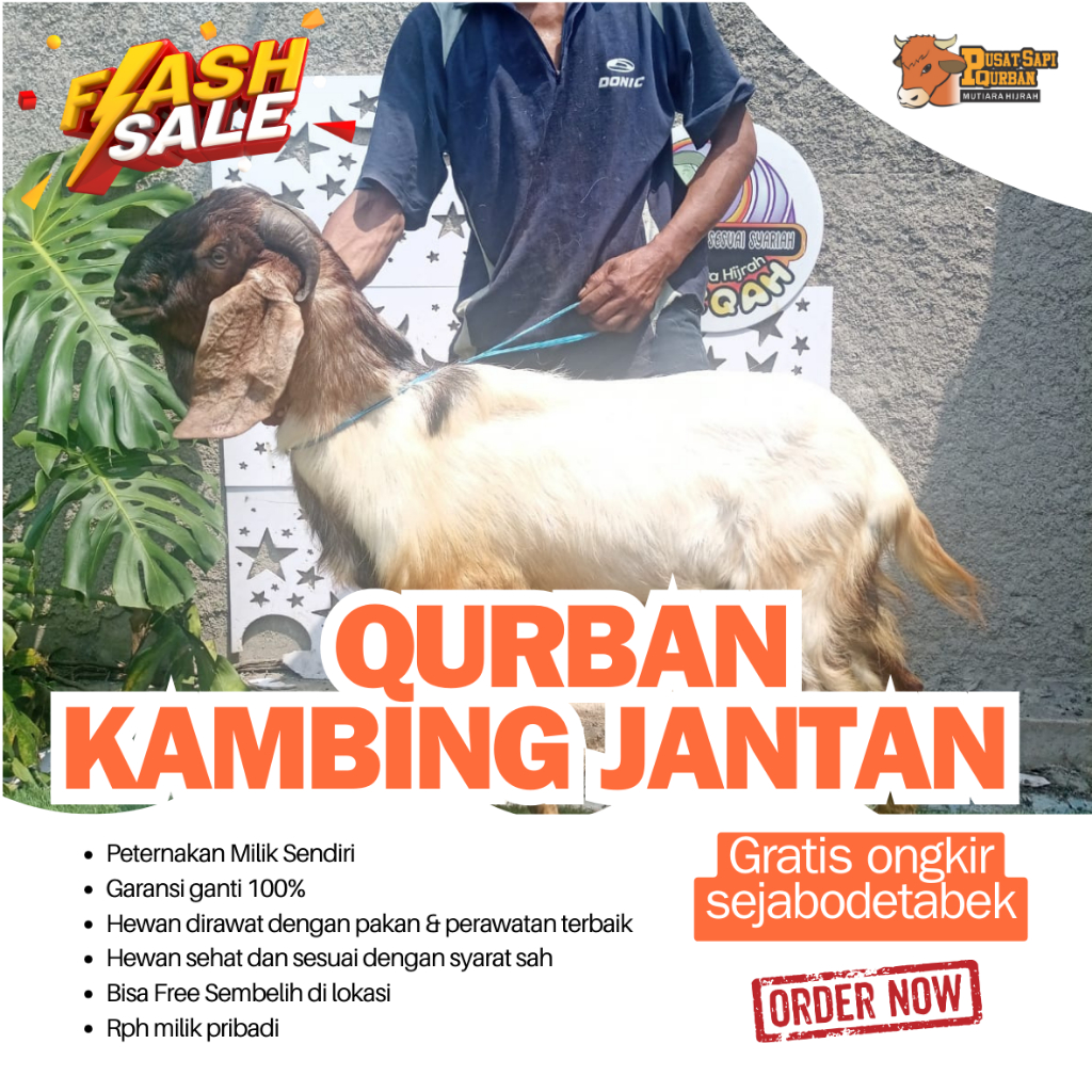 

QURBAN - Kambing Jantan Qurban Free Ongkir jabodetabek