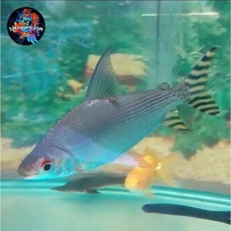 Hiasan Aquarium YFF / Yellow Feifeng / American Yellow Flagtail