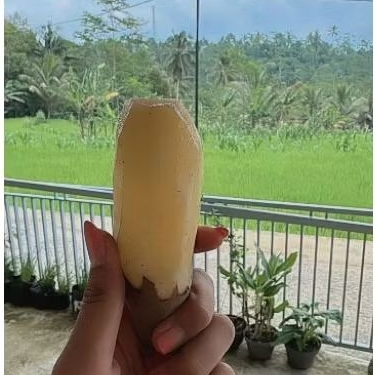 

UBI YAKON WONOSOBO ASLI 1KG ISI 3-5 BUAH