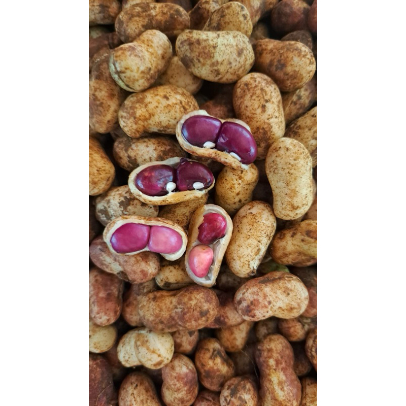 

kacang tanah bogor