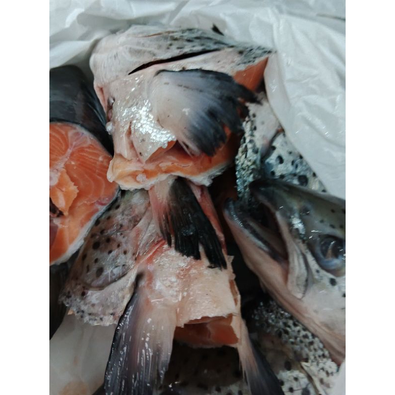 

kepala salmon harga 1kg