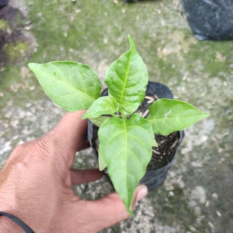 Bibit Hidup Cabe Carolina reaper