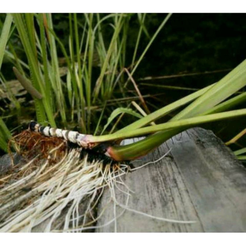 

readyy daun jaringao dlingo daun dlingu