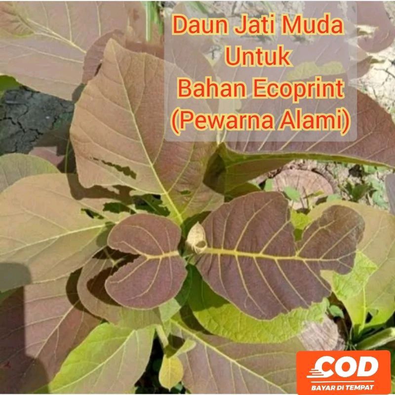 

DAUN JATI MUDA untuk bahan eco print 500gram