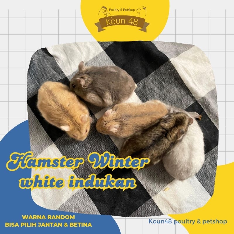 KOUN 48 HAMSTER Winter white indukan  Khusus INSTAN