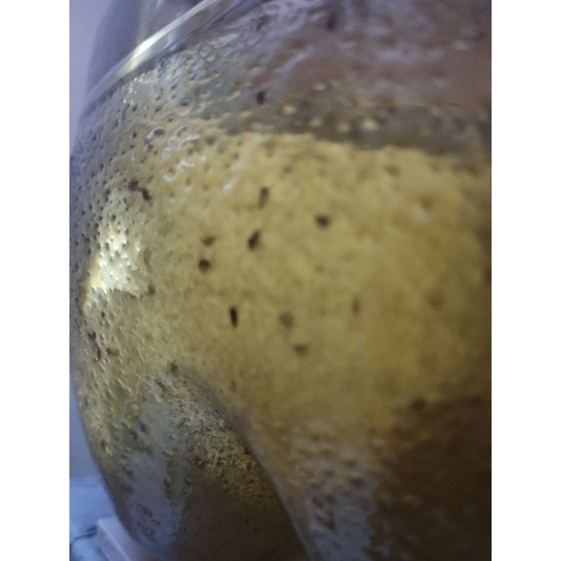 KUTU AIR DAPHNIA MAGNA / KUTU AIR RAKSASA / DAPHNIA MAGNA / STARTER DAPHNIA MAGNA / PAKAN IKAN HIAS 