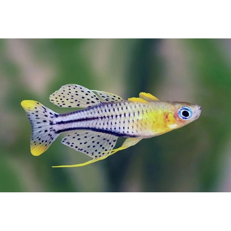 Ikan Hias Pseudomugil Getrudae