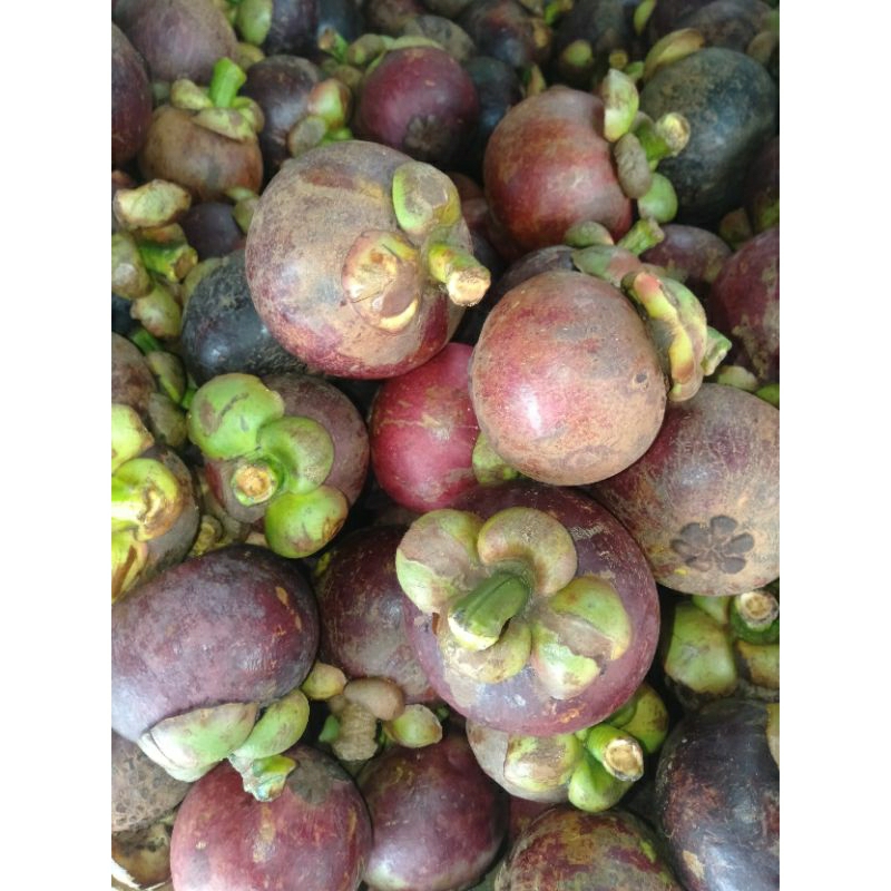 

Buah Manggis MANGIS SEGAR