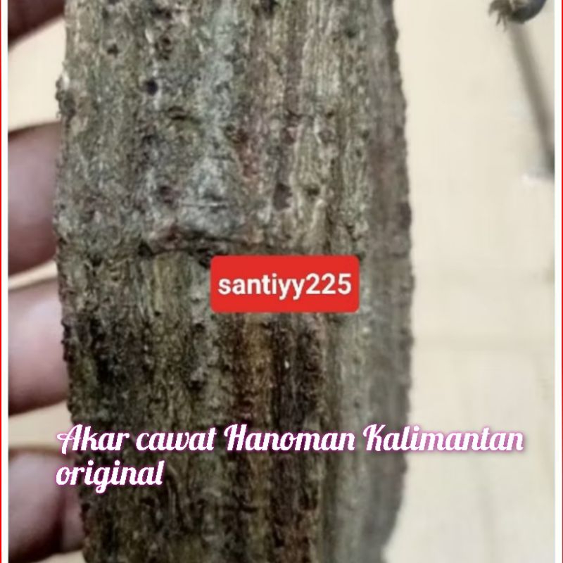 Cawat Hanoman Kalimantan